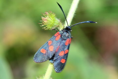 Zygaena angelicae