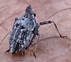 Orgerius