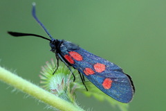 Zygaena angelicae