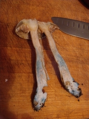 Leccinum schistophilum