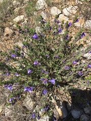 Scutellaria drummondii