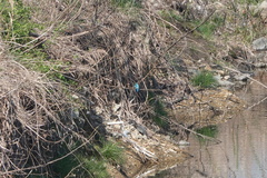Alcedo atthis