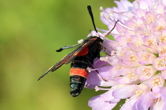Zygaena centaureae