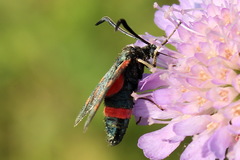 Zygaena centaureae