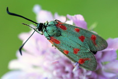 Zygaena centaureae