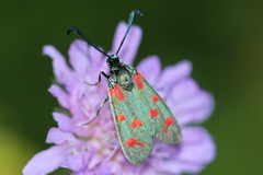 Zygaena centaureae