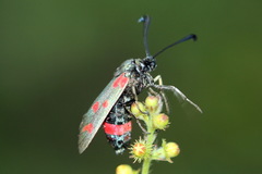 Zygaena centaureae