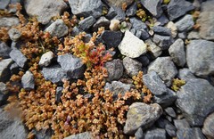 Crassula mataikona
