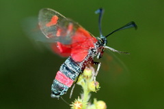 Zygaena centaureae