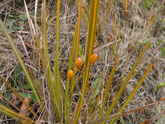Libertia peregrinans