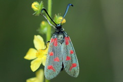 Zygaena centaureae