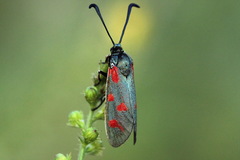 Zygaena centaureae