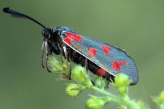 Zygaena centaureae