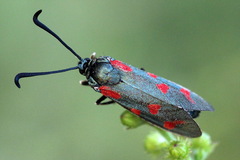 Zygaena centaureae
