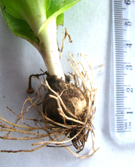 Ornithogalum dubium