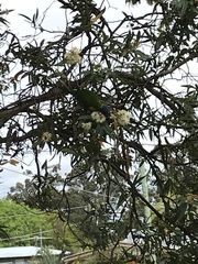 Trichoglossus moluccanus