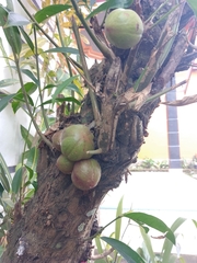 Phaleria macrocarpa