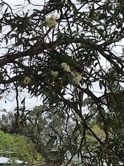 Trichoglossus moluccanus