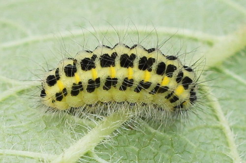 Paprastasis marguolis nuotrauka