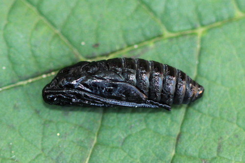 Paprastasis marguolis nuotrauka