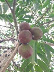 Phaleria macrocarpa