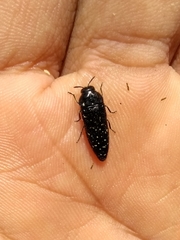 Acmaeodera impluviata
