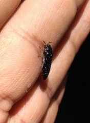 Acmaeodera impluviata
