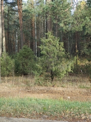 Juniperus communis