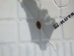 Berosus