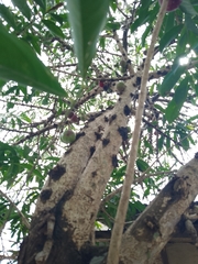 Phaleria macrocarpa