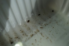 Hydroglyphus japonicus