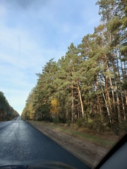 Pinus sylvestris