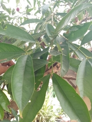 Phaleria macrocarpa