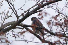 Accipiter gularis