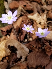 Hepatica americana