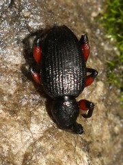 Otiorhynchus coecus