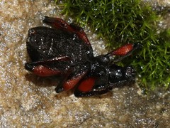 Otiorhynchus coecus