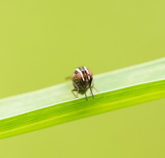 Poecilohetaerus aquilus