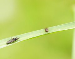 Poecilohetaerus aquilus