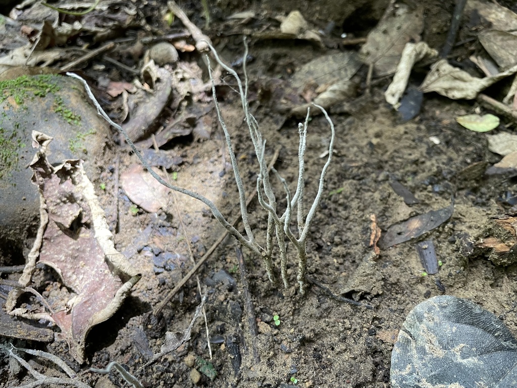 Xylaria atrodivaricata