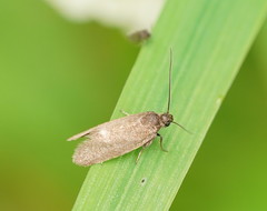 Leistomorpha brontoscopa