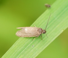Leistomorpha brontoscopa