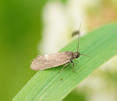 Leistomorpha brontoscopa