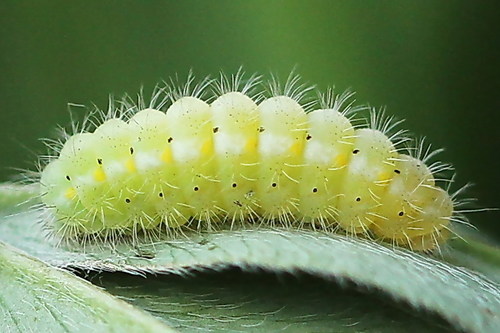 Mažasis Marguolis nuotrauka