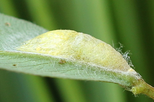 Mažasis Marguolis nuotrauka