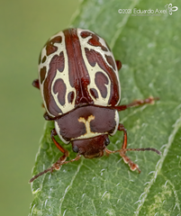 Calligrapha limbaticollis