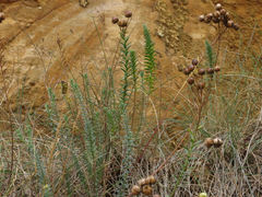 Linum monogynum monogynum