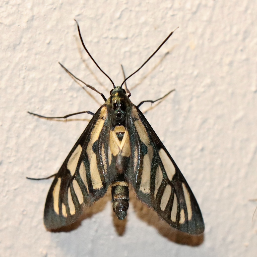 Cacoethes
