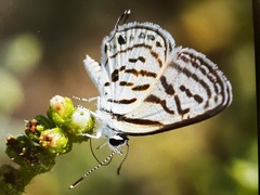 Tarucus balkanica