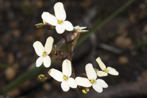 How to identify Stylidium hispidum Lindl.